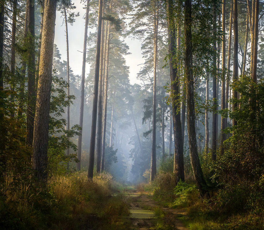 Утро в лесу - Алексей Строганов