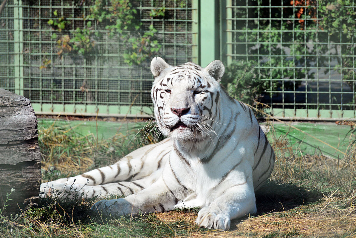 Белый тигр... Ленивый, сытый, расслабленный на солнышке...) - Тамара Бедай 