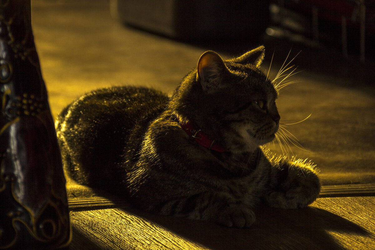 солнечная кошка - оксана 