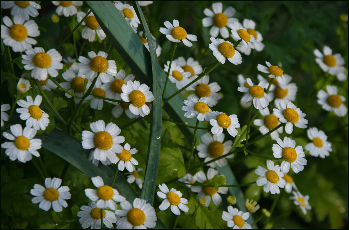 Милые цветочки - lady v.ekaterina