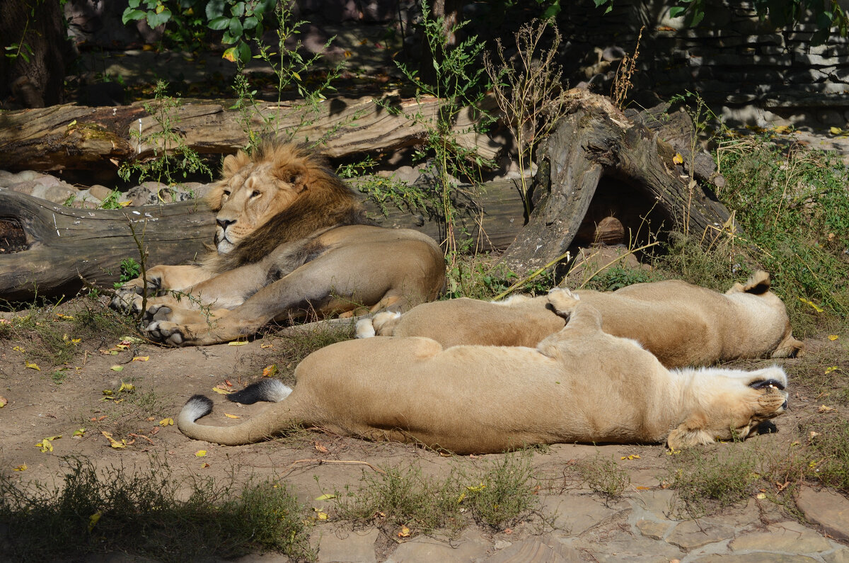 Зоопарк. Азиатские львы. Семья на отдыхе... - Наташа *****