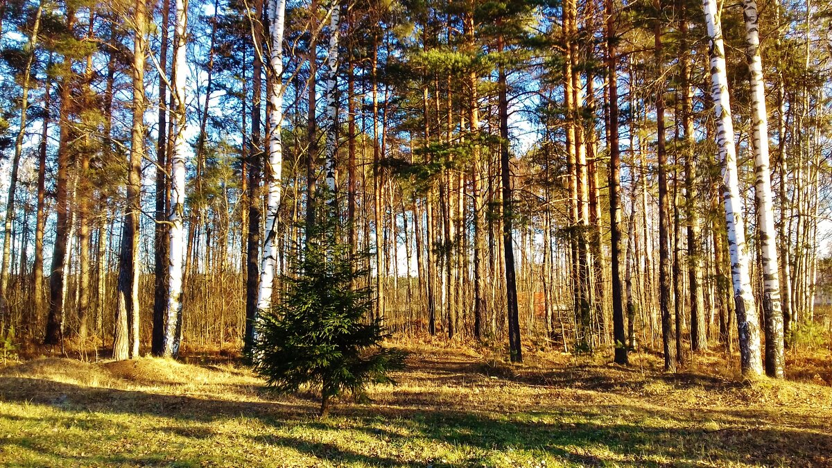 солнечный лес - Владимир 