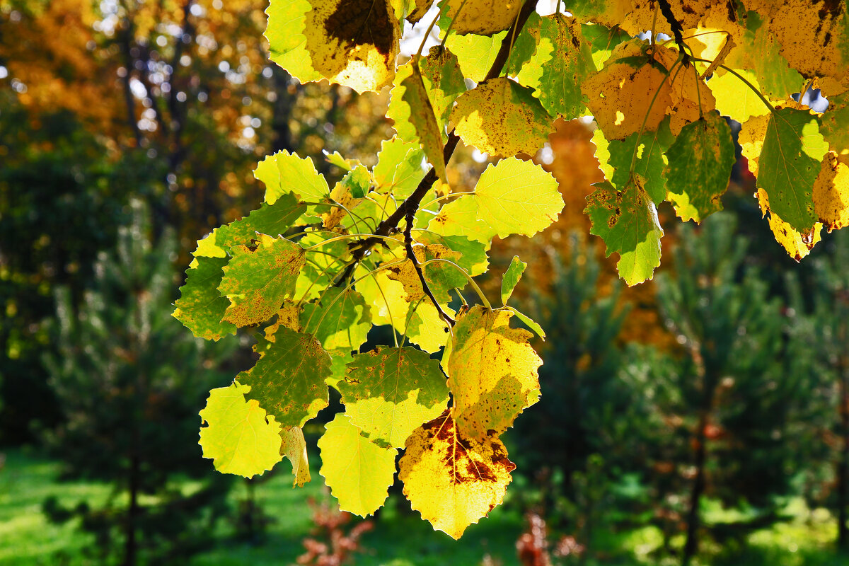 И рисует осень янтарем по листьям... - Евгений 
