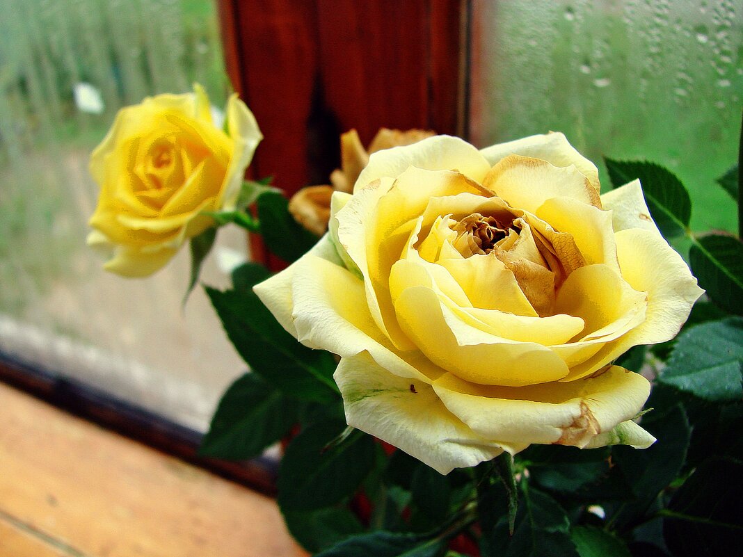 Жёлтые розы. - ANNA POPOVA