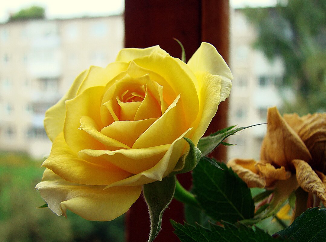 Жёлтые розы. - ANNA POPOVA