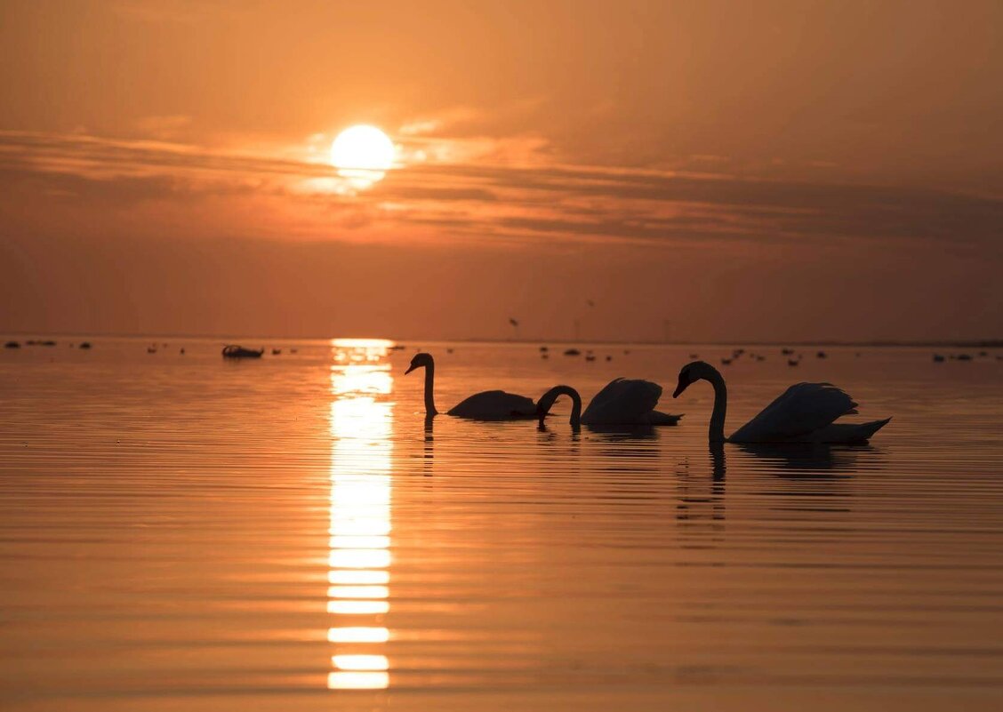 Дикие лебеди на Черном море - Александр Довгий