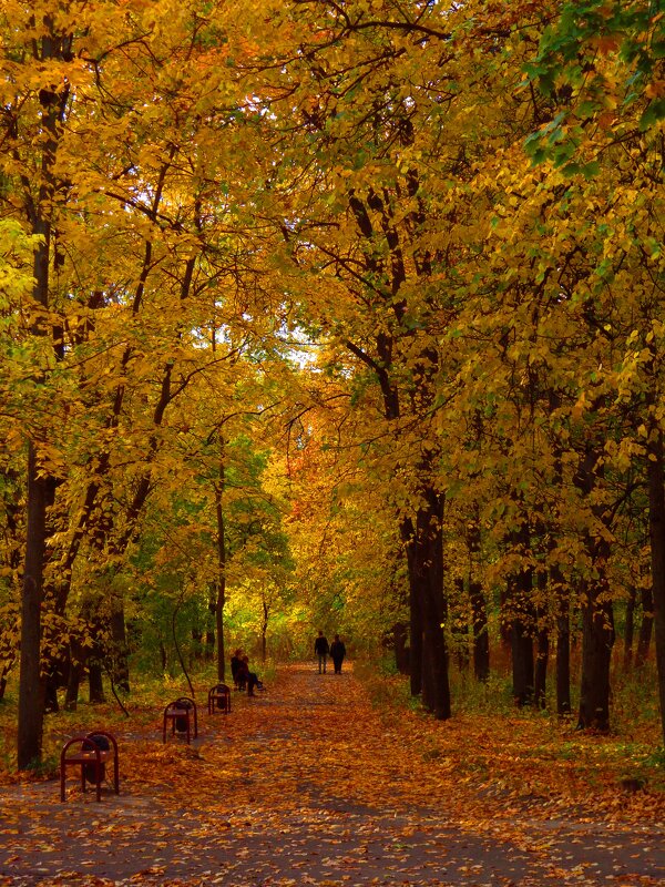 Осень в парке. - Наталья Сазонова