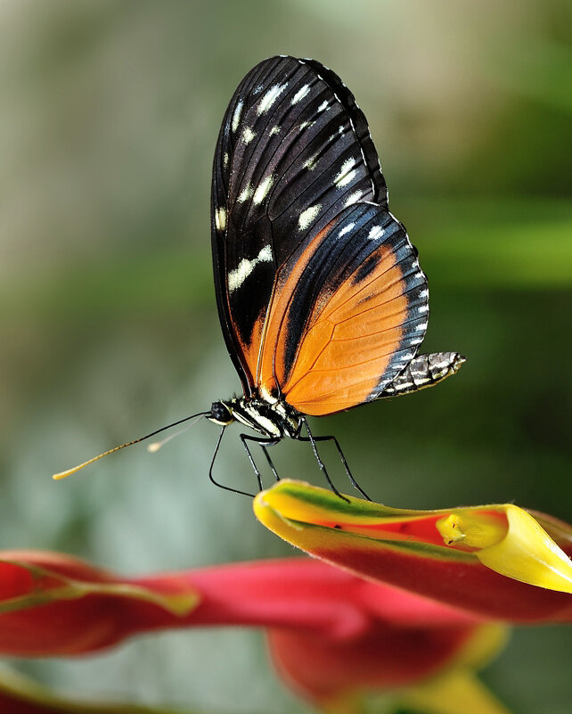 Heliconius hecale  - Bo Nik