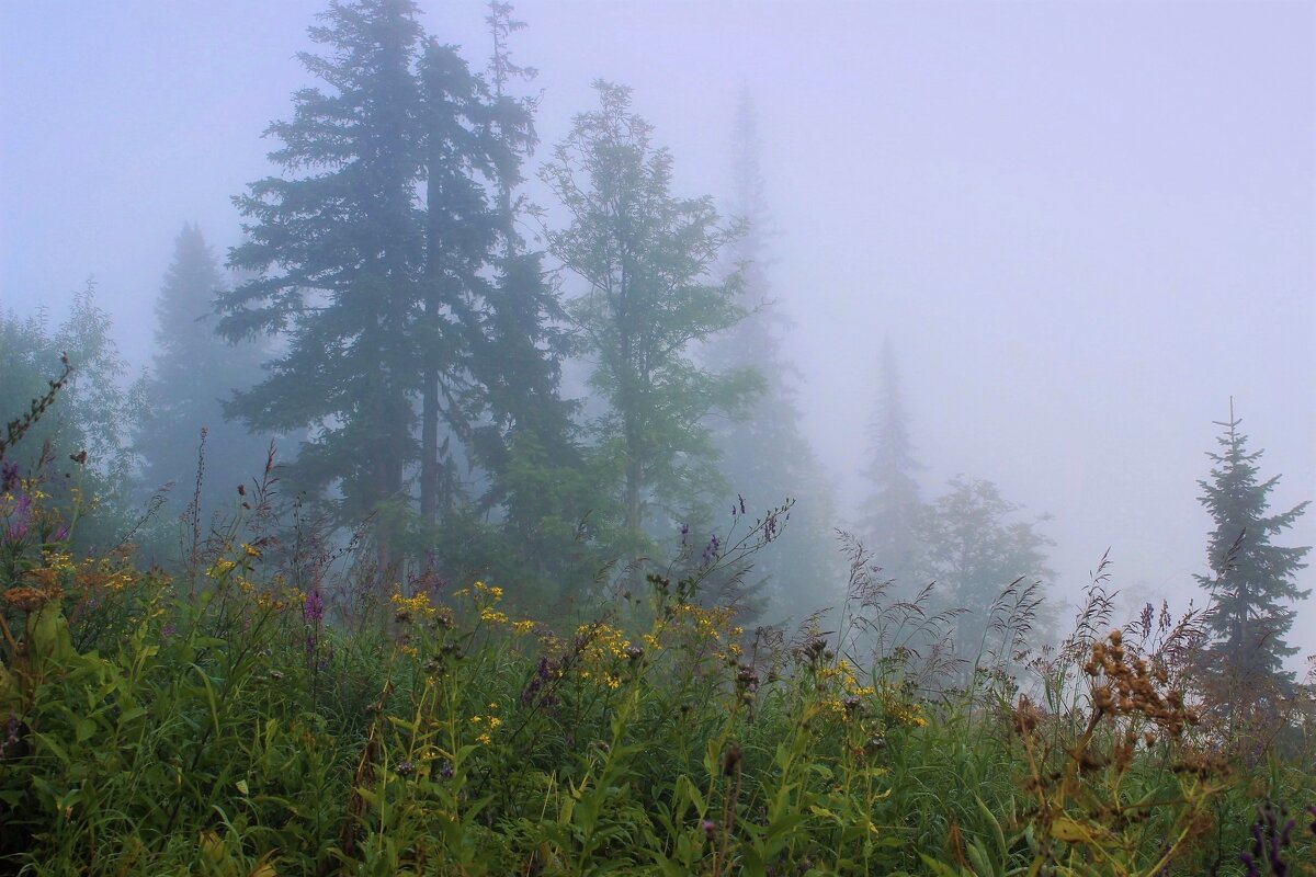 Утренний туман окутал лес - Сергей Чиняев 