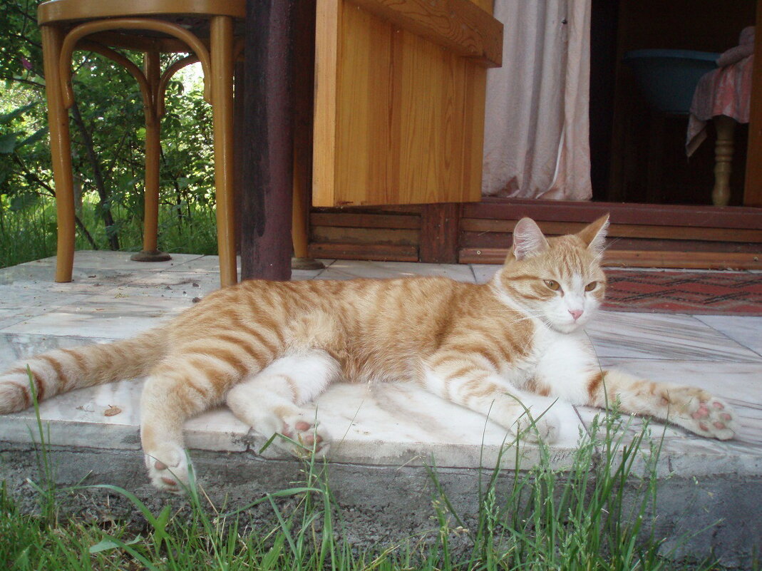 Лето кота Осипа))) - Борис 