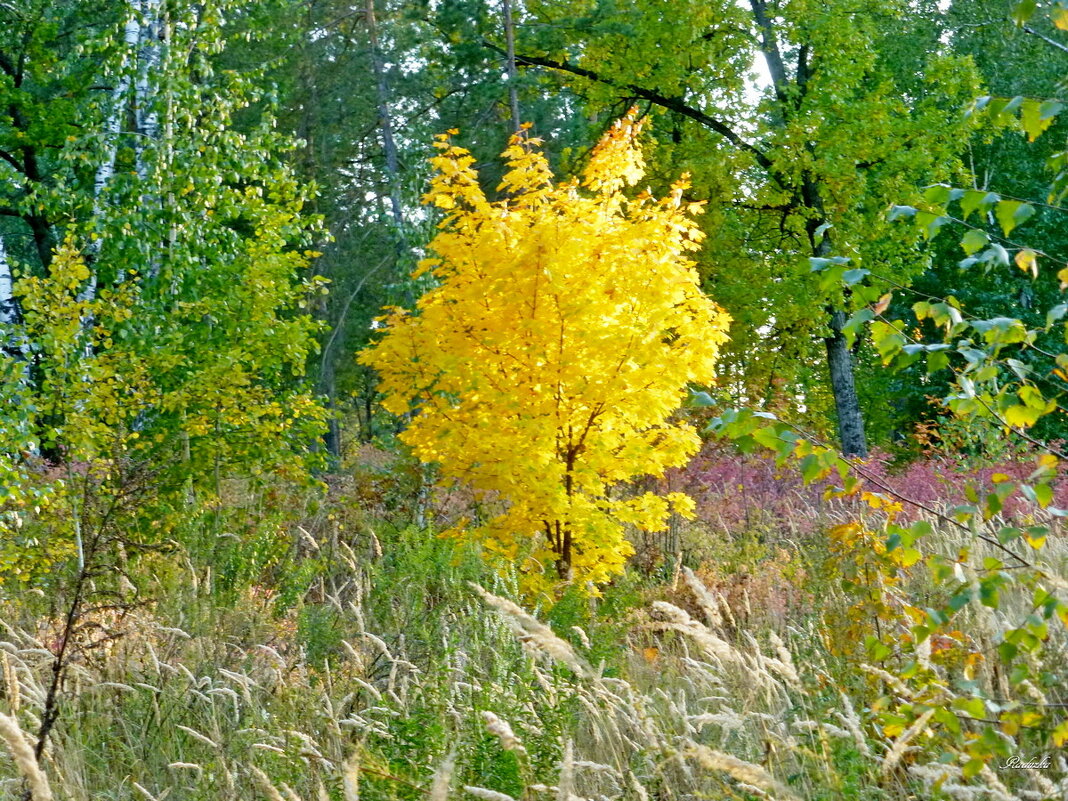 Золотое деревце - Raduzka (Надежда Веркина)