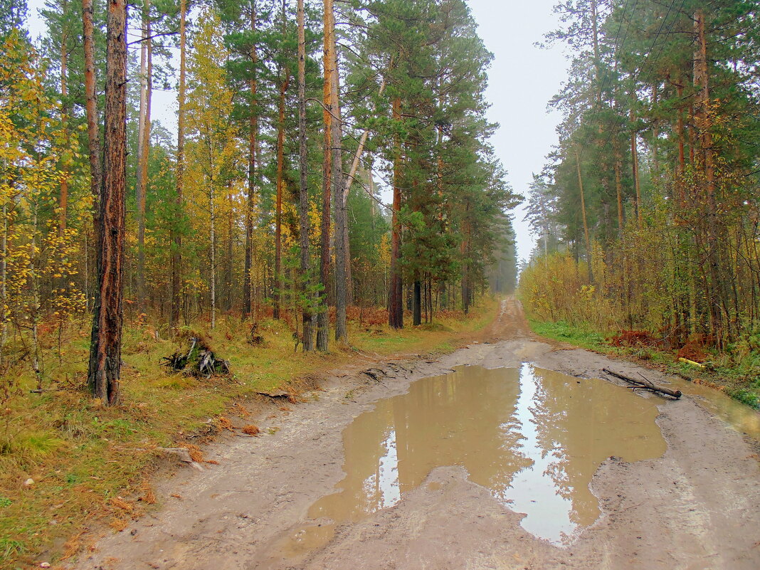 Лесными дорогами после дождя . - Мила Бовкун
