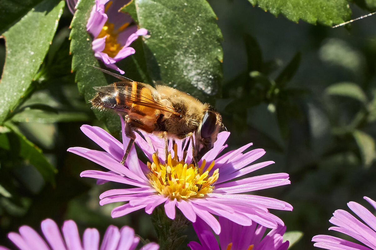 Пчела на цветке - Алексей Р.
