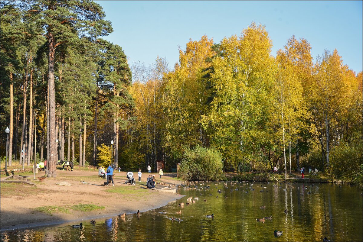 Осень у озера в Черняевском парке - Олег Курочкин