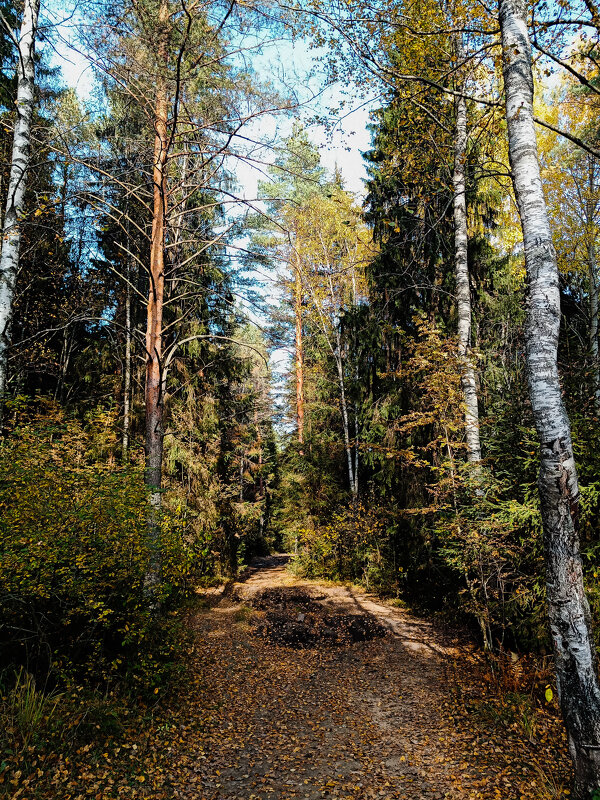Осень в лесу - Сергей Кочнев