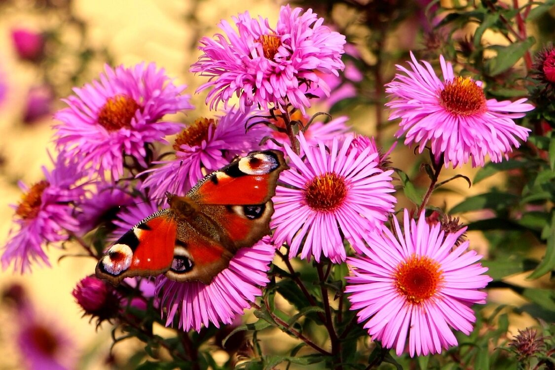 Цветущий октябрь и бабочка - Надежд@ Шавенкова