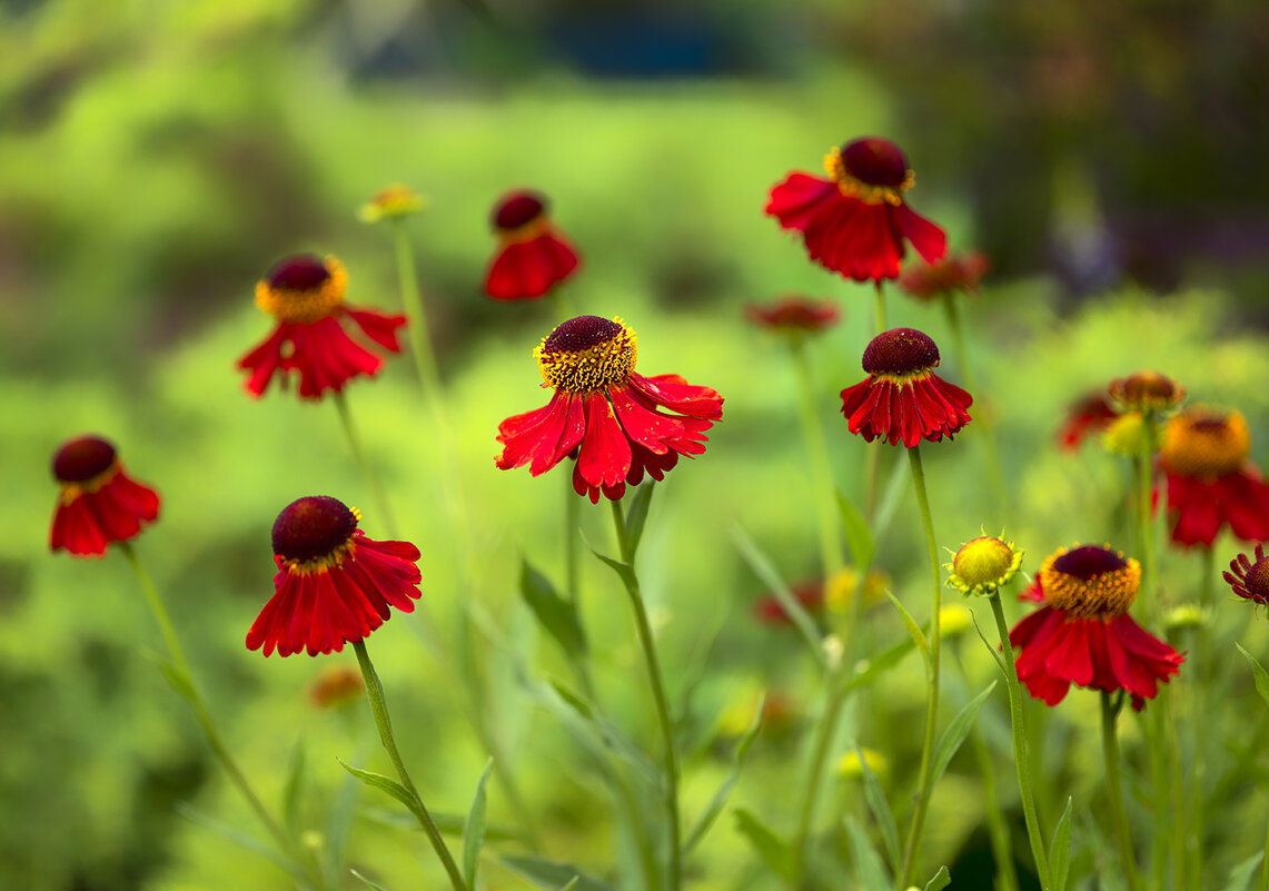 helenium - Zinovi Seniak