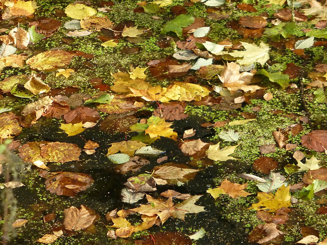 Осенние листья - Лидия Бусурина