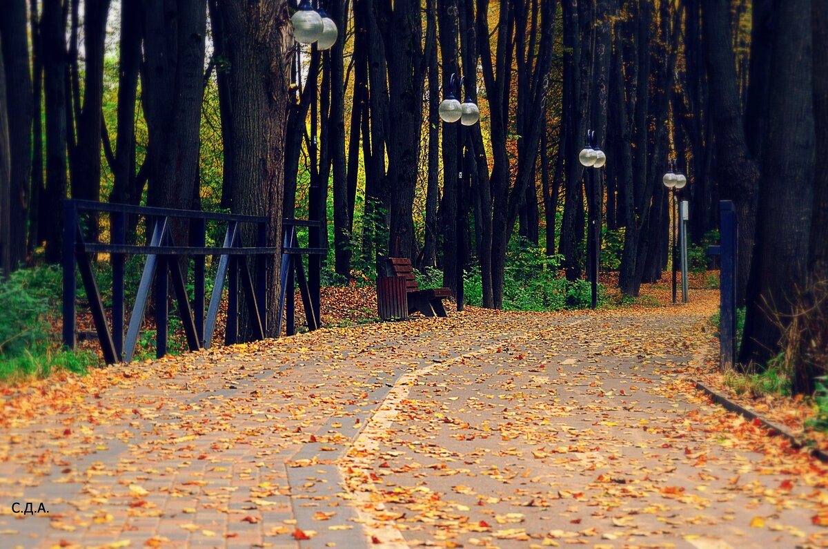 Осень в Сестрорецком парке - Дмитрий 
