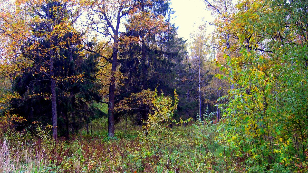В старом парке осенью  - 2 - Сергей 