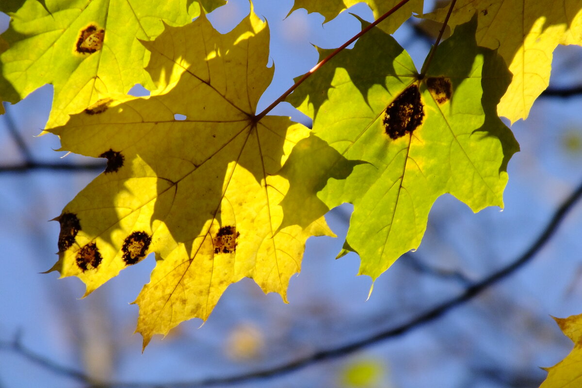 Осенние листья - Дмитрий 