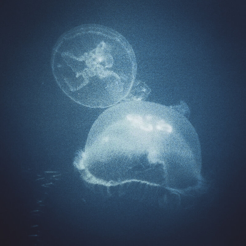 медуза - Валерий 