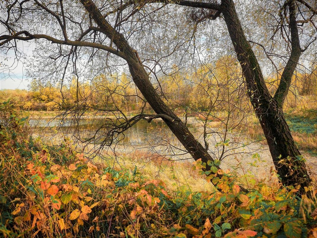 Золотая осень за рекой... - alecs tyapin