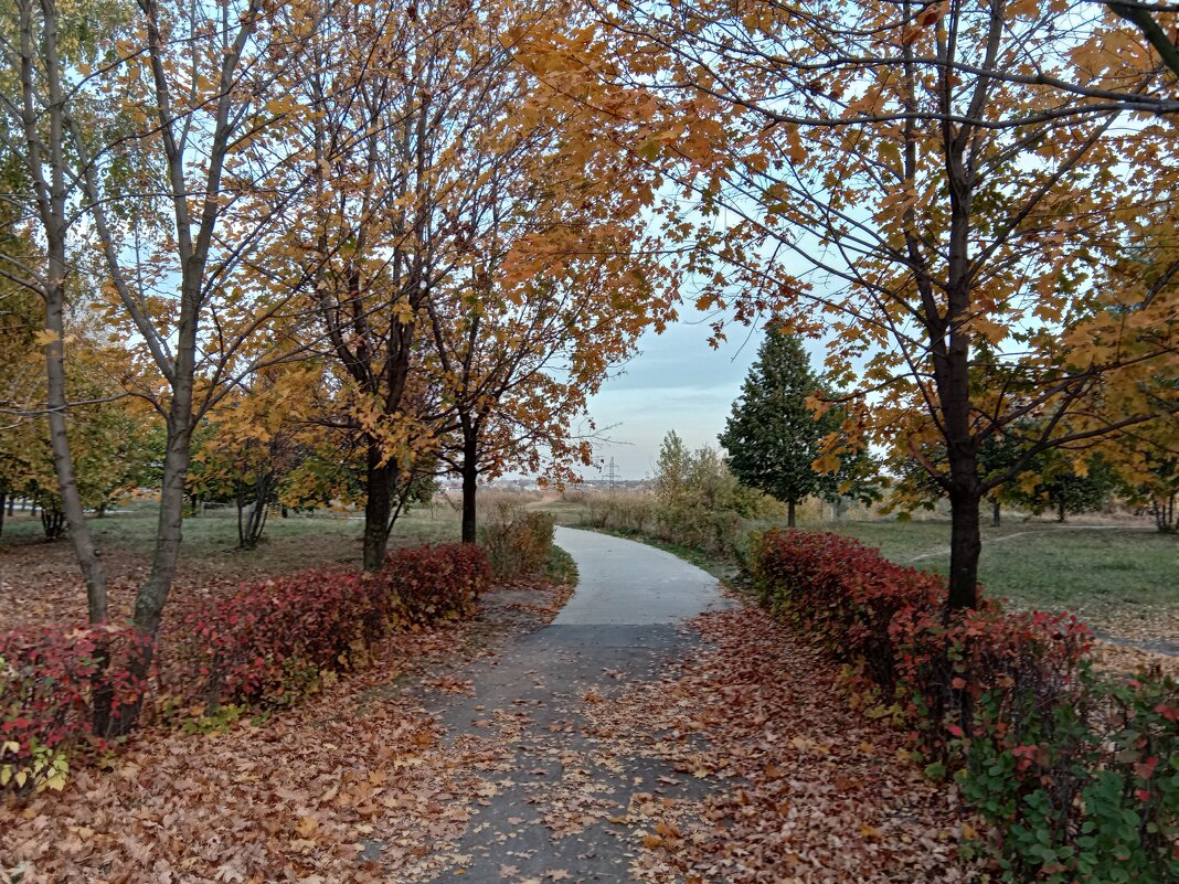 Осень в парке - Tarka 