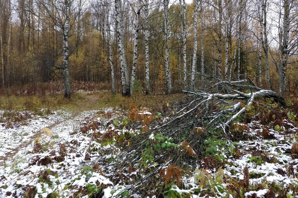 Время первого снега, 7 октября прошлого года - Николай Белавин