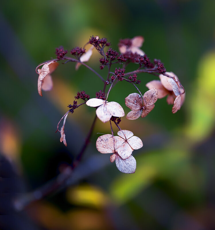 end of flowering - Zinovi Seniak