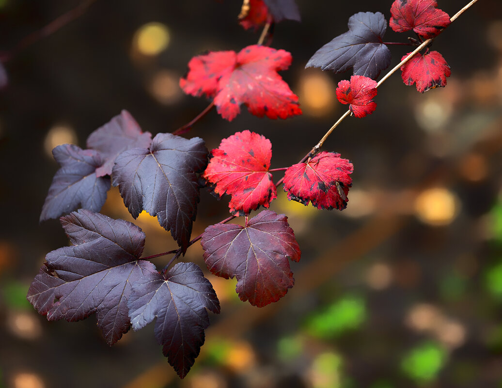 autumn leaves - Zinovi Seniak