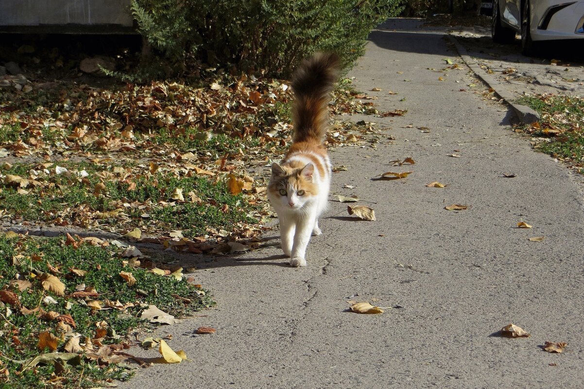 Осень ярко-рыжей кошкой ходит-бродит вдоль дорожки... - Татьяна Смоляниченко
