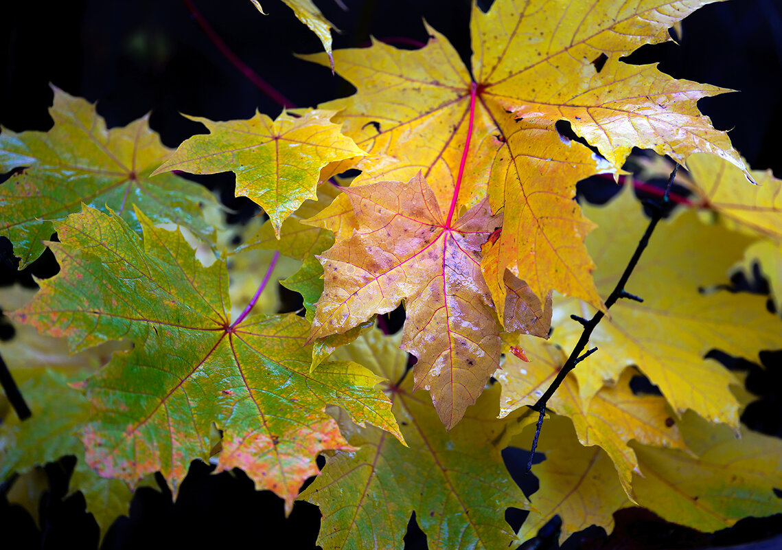 autumn leaves - Zinovi Seniak