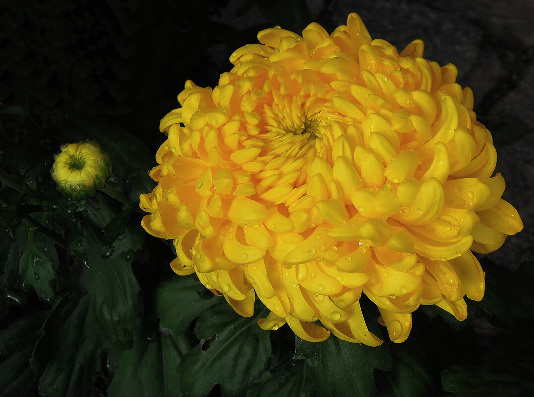 Золотые шары хризантем... Большой и махонький (пока!) - Тамара Бедай 