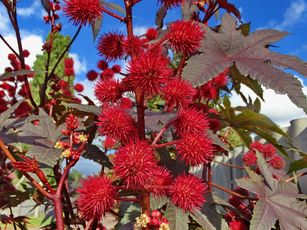 Единственный вид — Клещевина обыкнове́нная (Ricinus commúnis) СЕМЕННАЯ КОРОБКА - vodonos241 