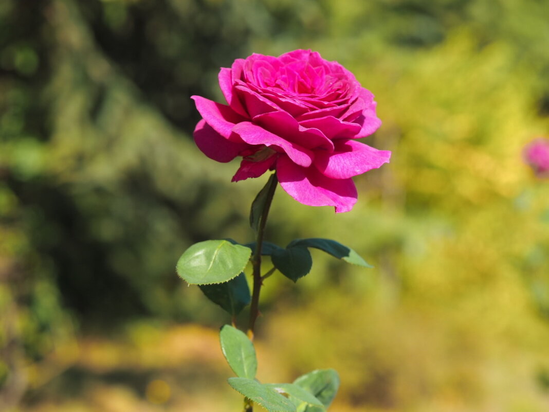 Роза чайно-гибридная "Orient" - wea *