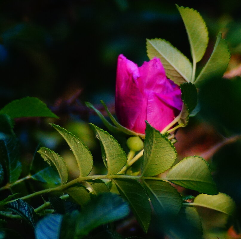 Вдыхая розы аромат, тенистый вспоминаю сад.... - Анна Суханова
