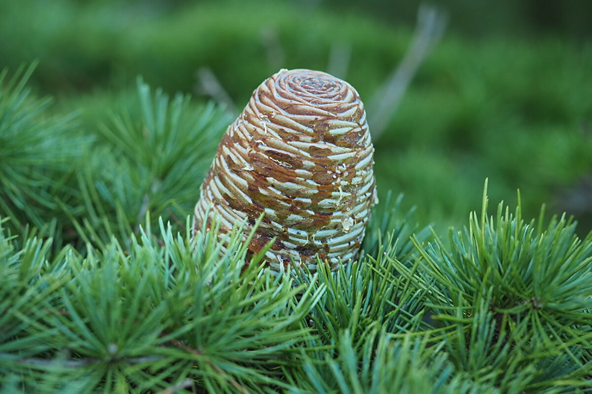 Кедр гималайский Cedrus deodara - wea *