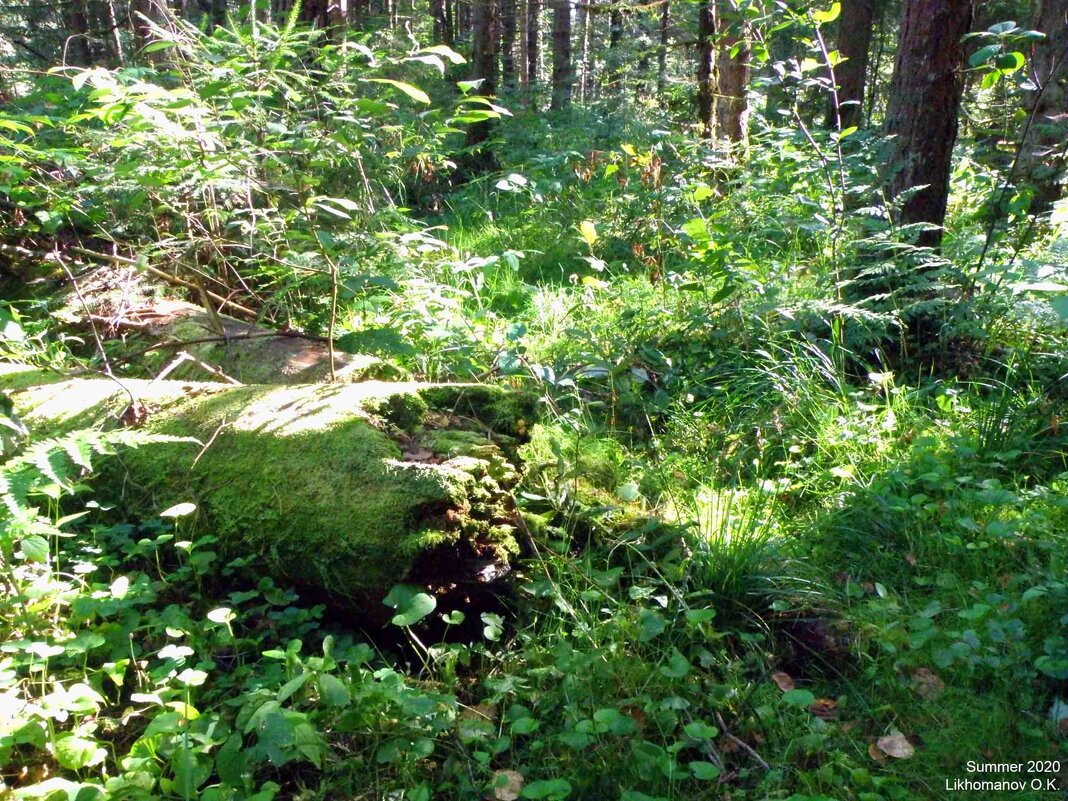 Волшебный лес 2020 - 3 - Olegus79 Лихоманов