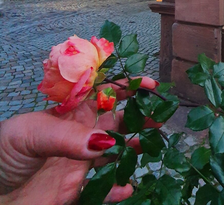 Красная роза - эмблема любви - Борис 