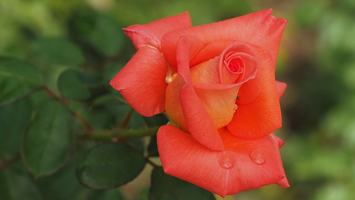 Роза воскресного дня - wea *