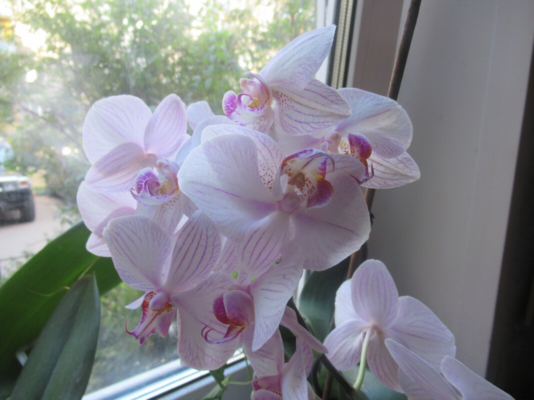 Мои орхидеи - Лариса 