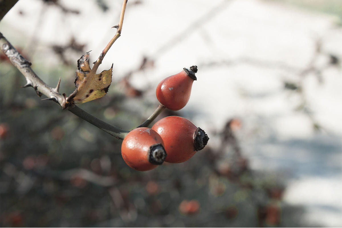 Rose hip - Anna Rimira