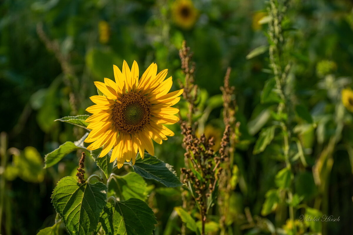 Солнечный цветок - Николай Гирш