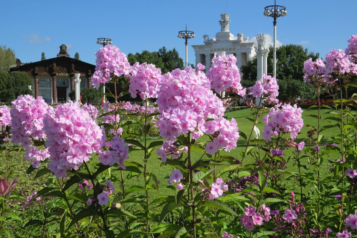 Флоксы - Вера Щукина