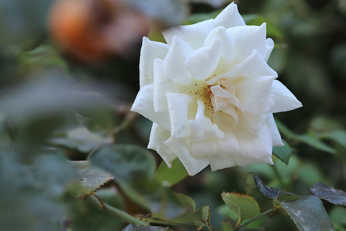 Белая роза.. - Оля Богданович