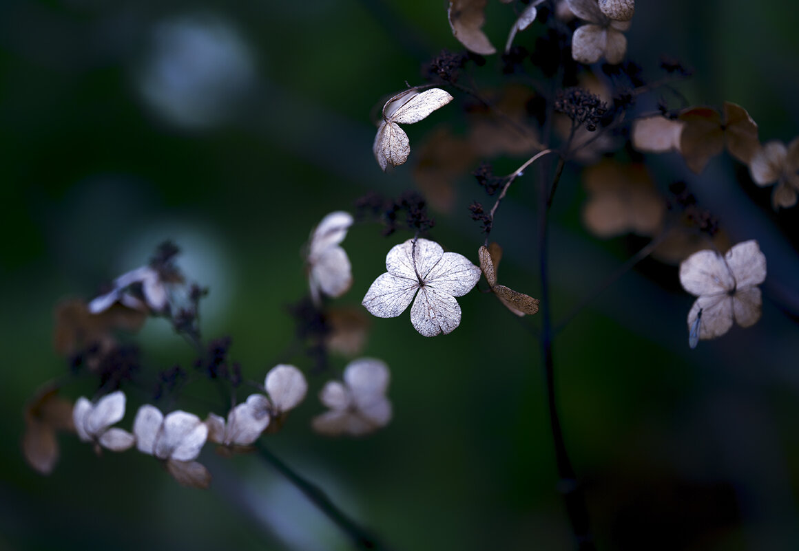 end of flowering - Zinovi Seniak