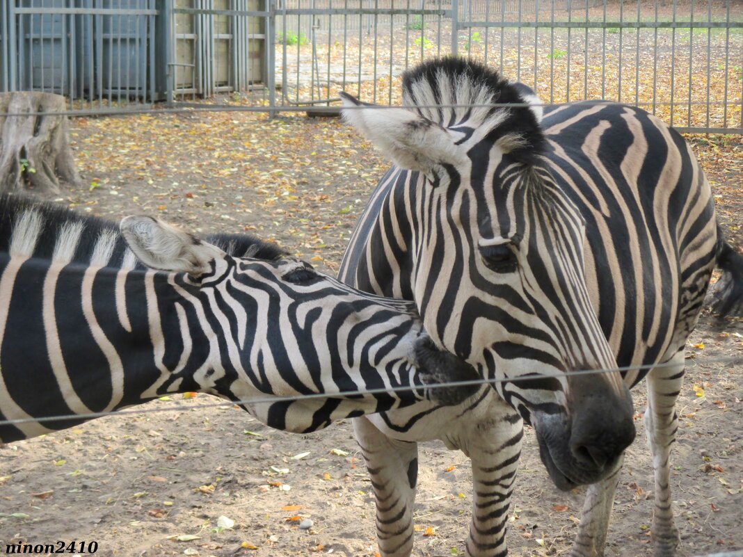 Трёхцветные зебры в ростовском зоопарке - Нина Бутко