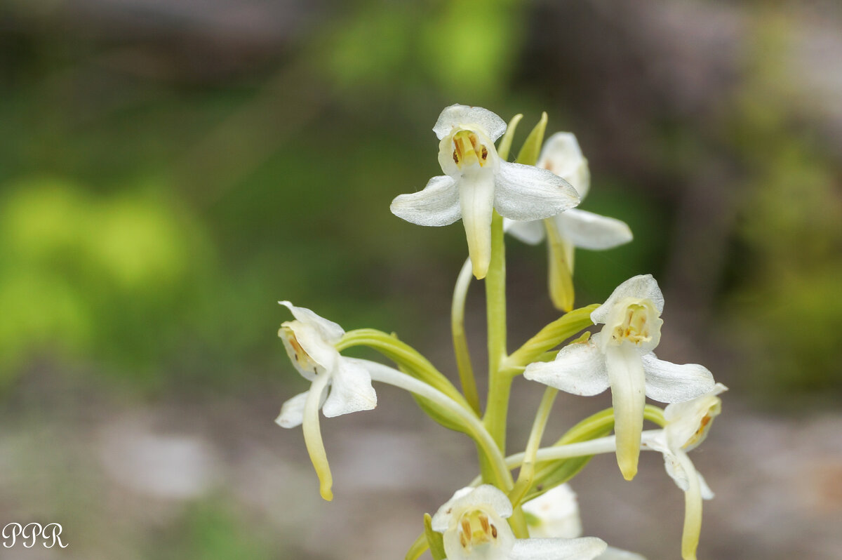 Орхидея из леса - Павел Руденко