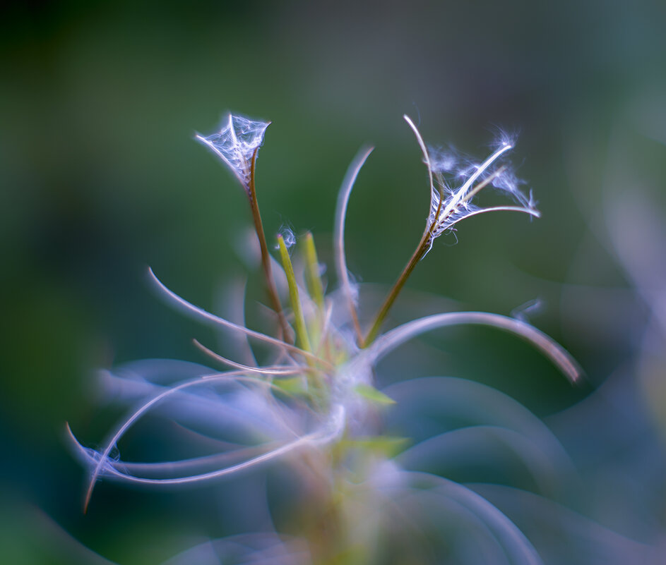 fireweed - Zinovi Seniak